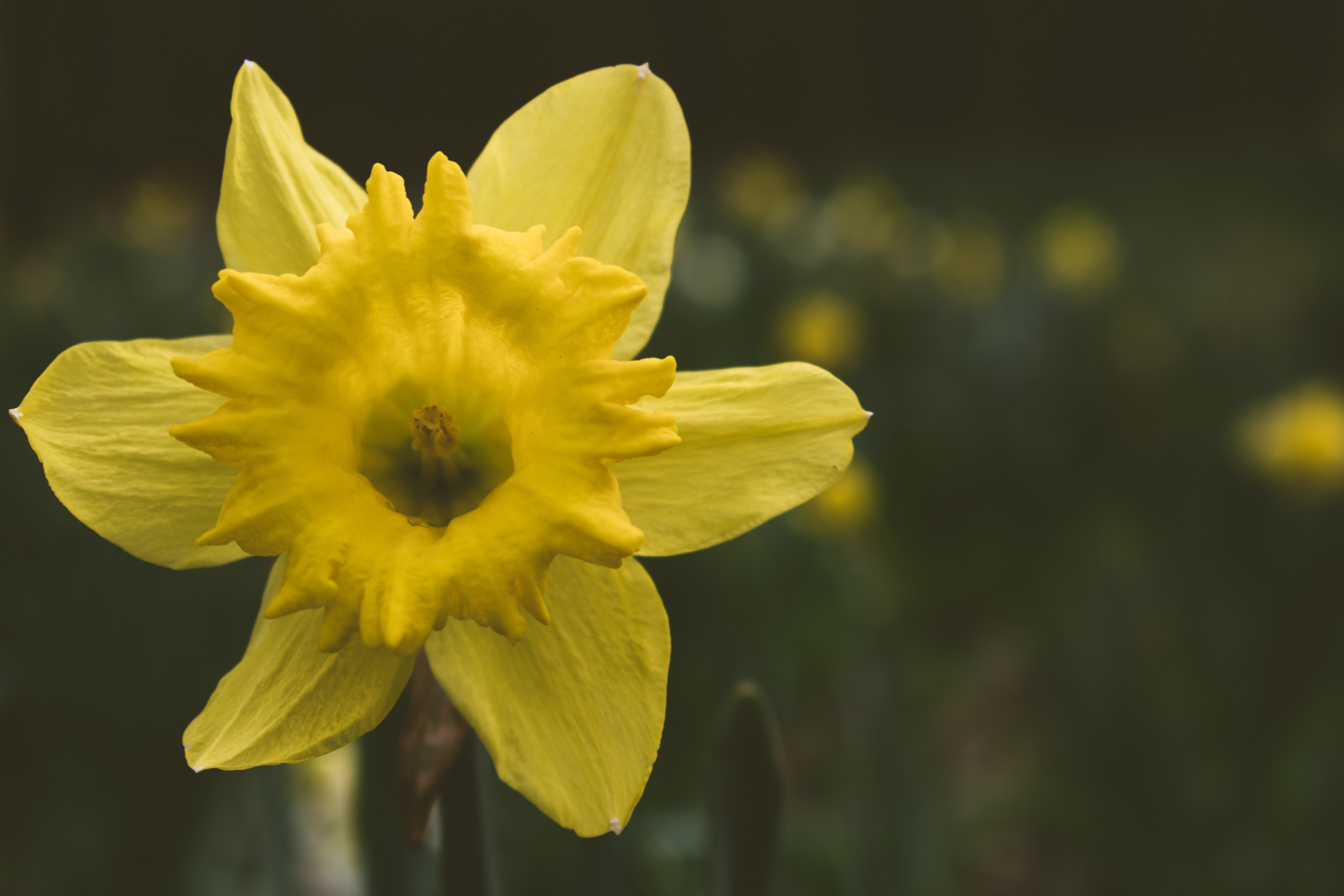 Thinking about cancer during Daffodil Month
