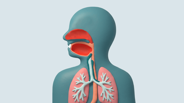 Illustration of human body with mouth, lungs, and esophagus